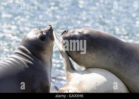 Trois porcelets sevrés à l'éléphant de l'île Macquarie, sub-antarctiques Australiennes Banque D'Images