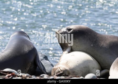 Trois porcelets sevrés à l'éléphant de l'île Macquarie, sub-antarctiques Australiennes Banque D'Images