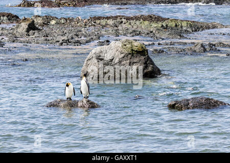 Deux manchots royaux au lissage sur des pierres à l'île Macquarie, sub-antarctiques Australiennes Banque D'Images