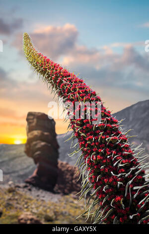 Echium wildpretii .célèbre doigt de Dieu rock dans le parc national du Teide. L'île de Tenerife, Canaries - Espagne Banque D'Images