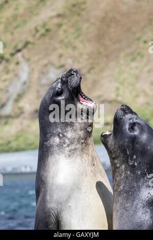 Deux hommes l'éléphant de combat à l'île Macquarie, sub-antarctiques Australiennes Banque D'Images