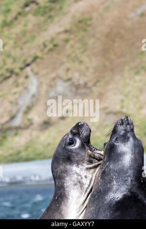 Deux hommes l'éléphant de combat à l'île Macquarie, sub-antarctiques Australiennes Banque D'Images