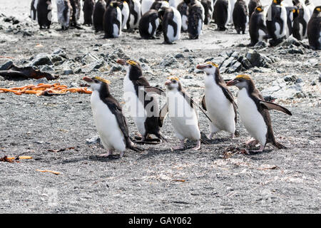 Les manchots royaux de revenir à leur colonie à l'île Macquarie, sub-antarctiques Australiennes Banque D'Images