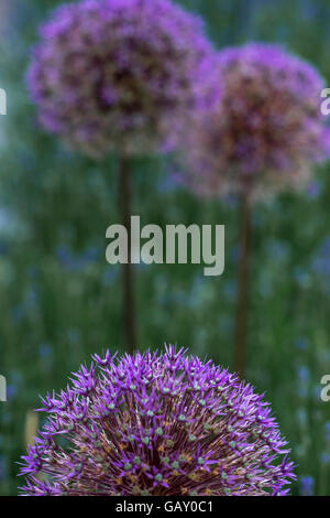 Nepeta Dphaerocephalus, Globe Thistle, Banque D'Images