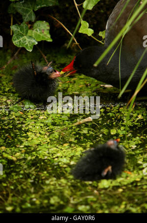 La Gallinule poule-d'eau alimente son jeune Banque D'Images