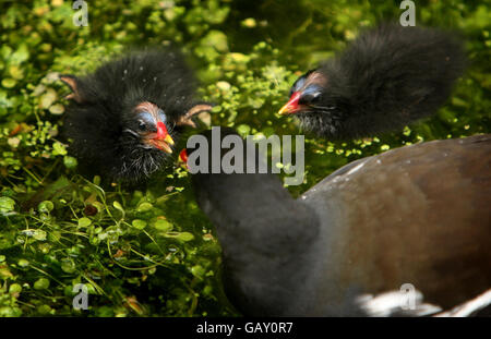 La Gallinule poule-d'eau alimente son jeune Banque D'Images