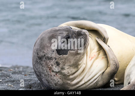 Sevré le sud de l'éléphant de l'éraflure sur l'île Macquarie, sub-antarctiques Australiennes Banque D'Images