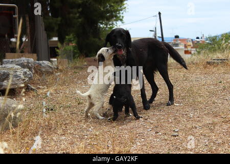 Une maman chien avec ses petits en Grèce. Banque D'Images