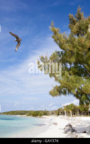 Le Pélican volant au-dessus d'une plage vide sur la petite île inhabitée Stirrup Cay (Bahamas). Banque D'Images