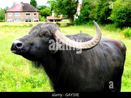 Buffalo ciblées par des voyous Banque D'Images