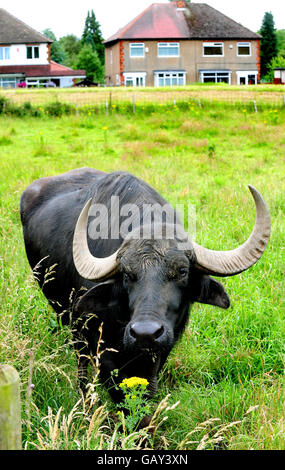 Buffalo ciblées par des voyous Banque D'Images