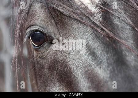 Une partie de la tête avec l'œil gauche d'un cheval brun foncé. Banque D'Images