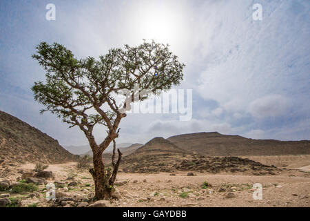 Les arbres de l'encens à Salalah, Oman Banque D'Images