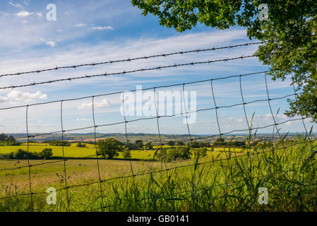 L'escrime du bétail dans une ferme dans la campagne du Shropshire, England, UK. Banque D'Images