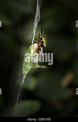 Argiope aurantia, un orb weaver spider en Caroline du Nord, a capturé un insecte katydid dans son site web. Banque D'Images