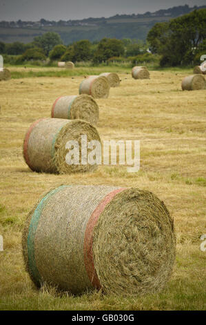 Balles rondes de foin dans un champ dans le Somerset. Banque D'Images