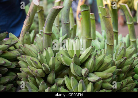 Une grande boutique de bananes dans un marché près de la ville de Yangon au Myanmar en Southeastasia. Banque D'Images