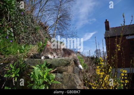 Tabby cat sleeping in garden Banque D'Images