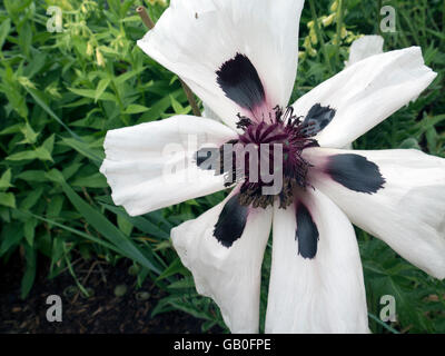 Une grande bande blanche pavot d'Orient (Papaver orientale) dans un jardin de la Nouvelle Angleterre. Banque D'Images