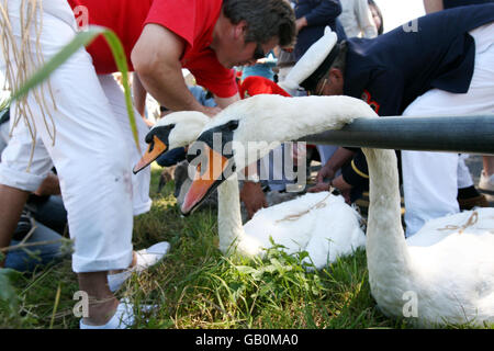 Le cygne annuel qui s'élève sur la Tamise, où le marqueur de cygne de la Reine David Barbour compte et vérifie les cygnes et leurs cygnets. Banque D'Images