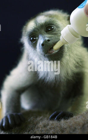 Diego le bébé singe hurleur Banque D'Images