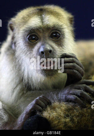 Diego le singe au zoo d'Édimbourg. Il a trois mois, il est un singe howler noir qui a été élevé à la main. Banque D'Images