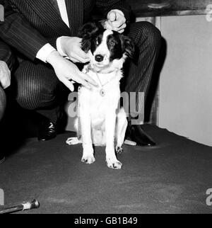 Les cornichons, qui ont découvert le trophée Jules Rimet perdu sous une houle à l'extérieur de la maison de son propriétaire, portant la médaille d'argent qui lui a été remise par la Ligue nationale de défense canine au Royal Garden Hotel Banque D'Images