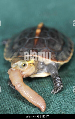 Tortue chinoise en voie de disparition née au zoo.Une tortue chinoise en voie de disparition née au zoo de Bristol. Banque D'Images