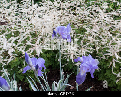 Astilbe blanc et bleu iris faire une belle combinaison dans ce jardin de printemps. Banque D'Images