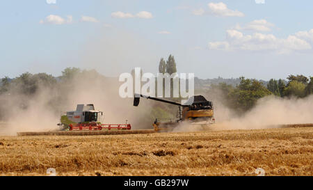 Stock. Une moissonneuse-batteuse travaille dans un champ de blé, près de Mountnessing, dans l'Essex. APPUYEZ SUR ASSOCIATION photo. Date de la photo : vendredi 15 août 2008. Le crédit photo devrait se lire comme suit : Ian Nicholson/PA Banque D'Images