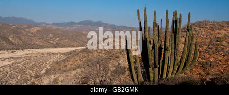 Cactus dans le désert, Baja California. Banque D'Images