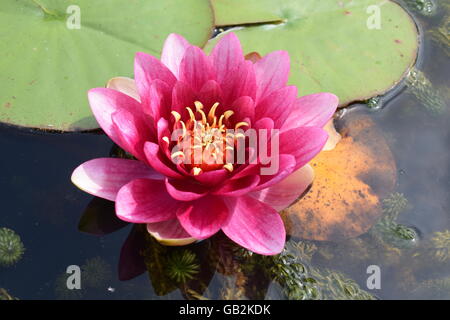 High angle view of water lily Banque D'Images