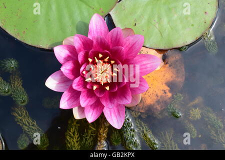 High angle view of water lily Banque D'Images