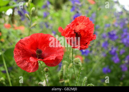 Fleurs de pavot sauvage Banque D'Images