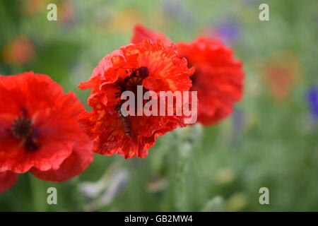 Sur les insectes fleurs de pavot sauvage Banque D'Images