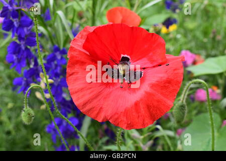 Petites mouches noires contre les feuilles de pavot rouge vif Banque D'Images