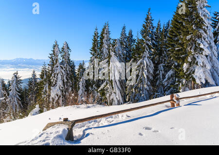 Arbres d'hiver et clôture en bois dans la neige près de Turbacz abri dans les montagnes Gorce, Pologne Banque D'Images