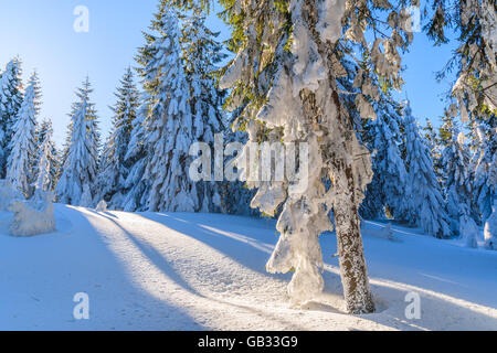 Arbres d'hiver dans la forêt contre le soleil, montagnes Gorce, Pologne Banque D'Images