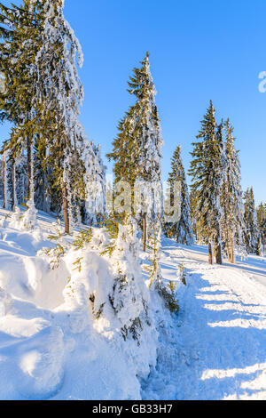 Sentier d'hiver après les chutes de neige fraîche dans les montagnes Gorce, Pologne Banque D'Images