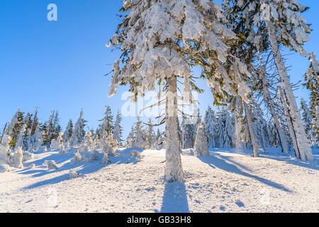 Arbres d'hiver dans la forêt contre le soleil, montagnes Gorce, Pologne Banque D'Images