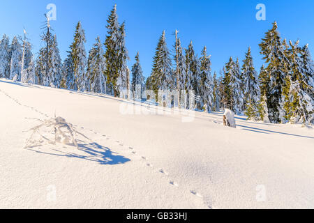 Des traces de pas dans la neige et l'hiver sur les arbres d'hiver ensoleillée journée, Gorce Montagnes, Pologne Banque D'Images