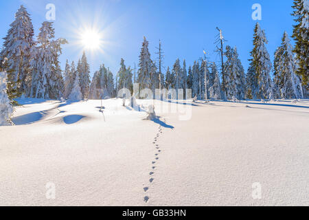 Des traces de pas dans la neige et l'hiver sur les arbres d'hiver ensoleillée journée, Gorce Montagnes, Pologne Banque D'Images