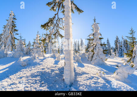 Arbres d'hiver dans la forêt contre le soleil, montagnes Gorce, Pologne Banque D'Images