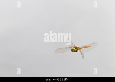 Hawker Norfolk (Anaciaeshna dragnofly) isocèle en roselière marsh, Norfolk, England, United kingdome Banque D'Images