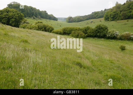 Avis de Parkgate, réserve naturelle, Kent, Angleterre, Royaume-Uni Banque D'Images