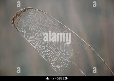 Spider's Web sur les Phragmites australis (Phragmities) en début de la lumière à l'aube brumeuse, Suffolk, Angleterre, Mai Banque D'Images