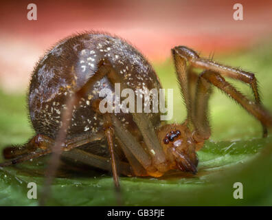 Macro Close up maison commune avec grand abdomen Banque D'Images