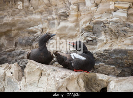 Le Guillemot à miroir (Cepphus columba) perché sur les rivages rocailleux Banque D'Images