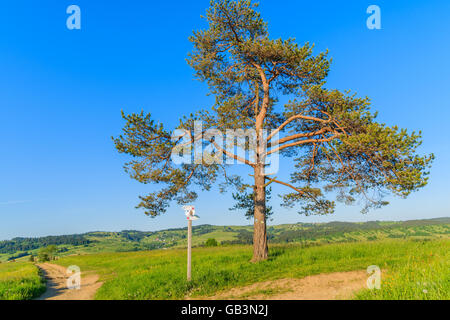 Sentier de randonnée et d'arbre de chêne solitaire sur champ vert dans les montagnes Tatras, Pologne Banque D'Images