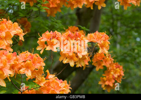 Rhododendron fleuri orange dans le jardin. Banque D'Images